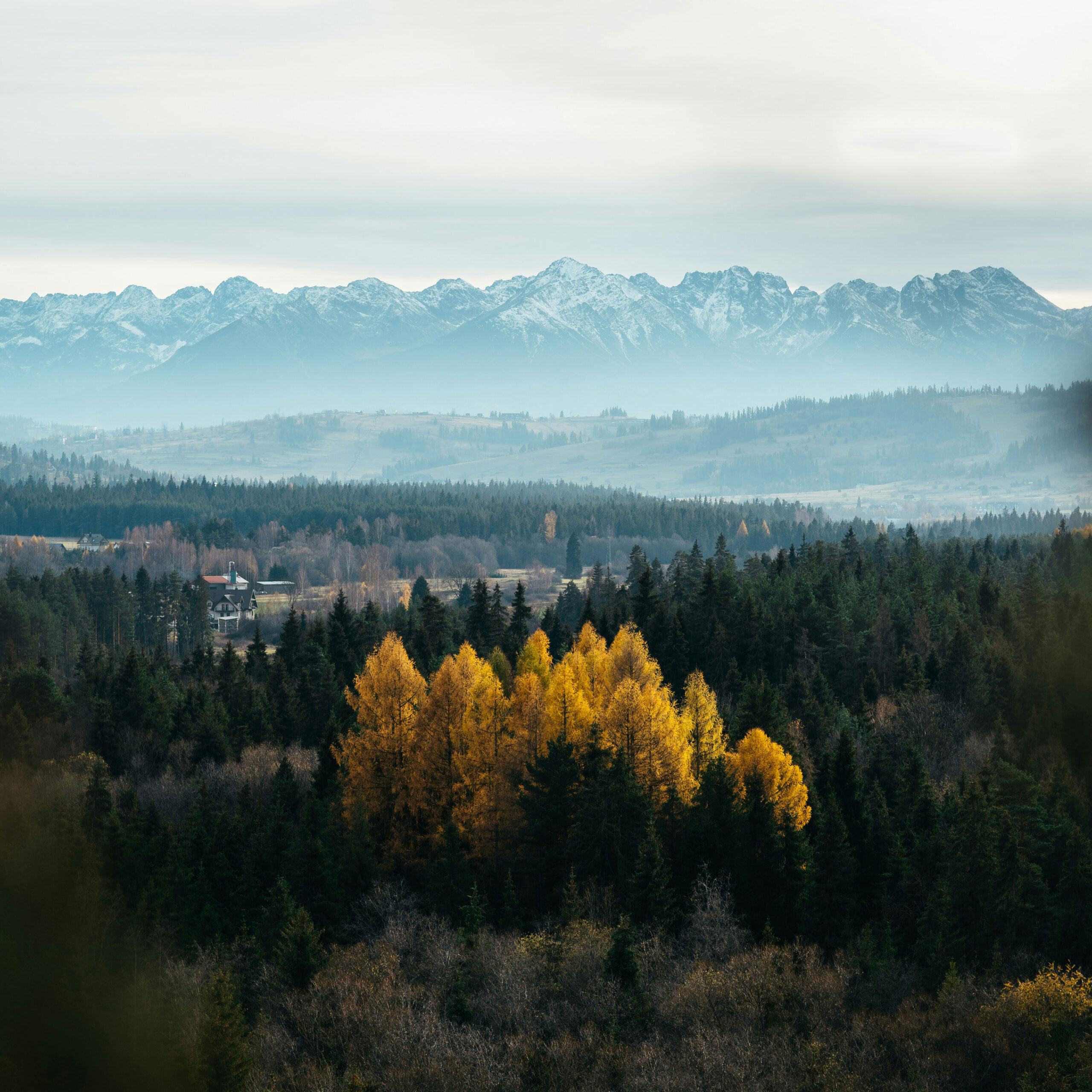 cannabigold_10 CannabiGold Best 10 Wald