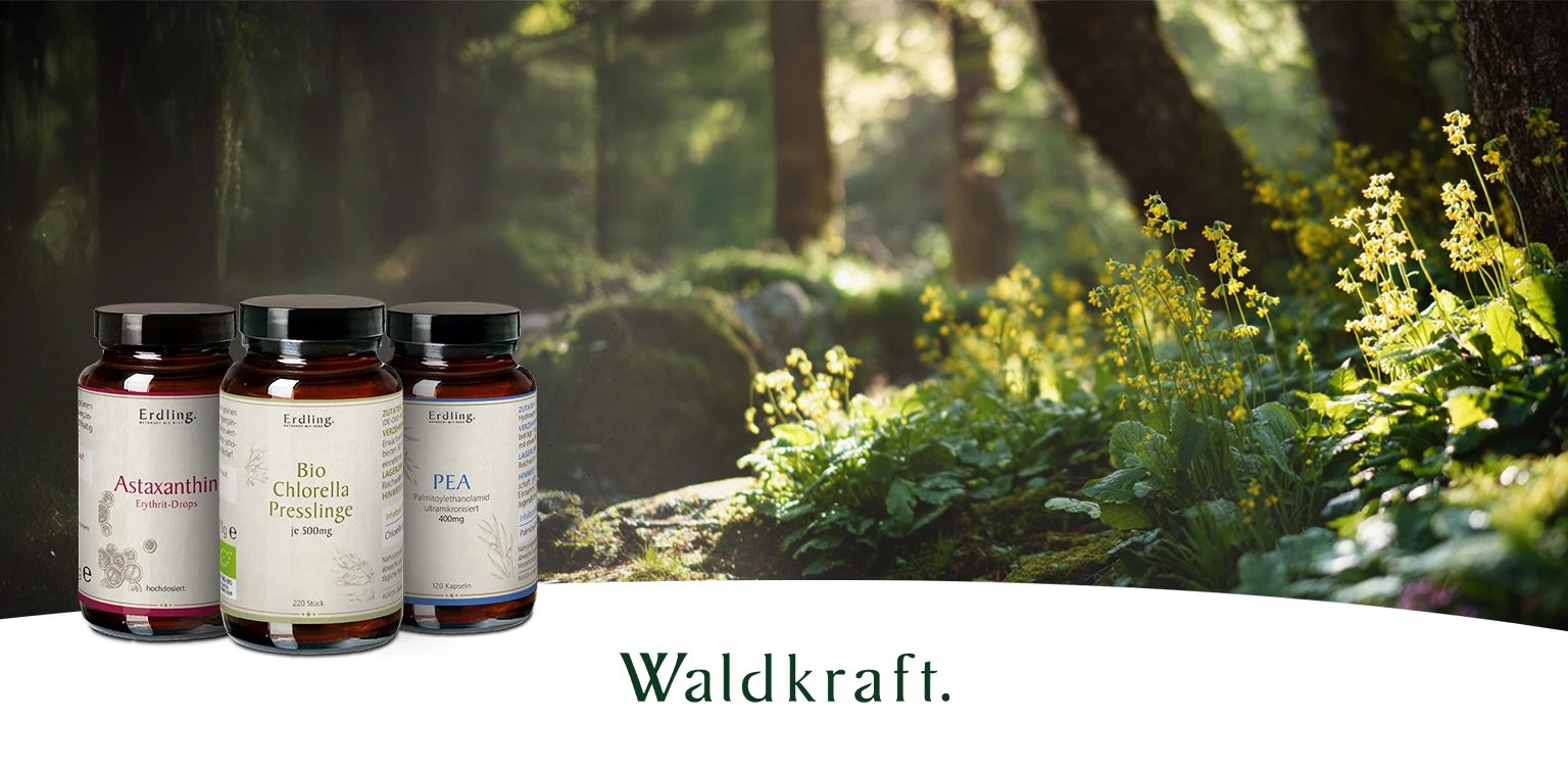 Markenseite Seite - Waldkraft Head Banner