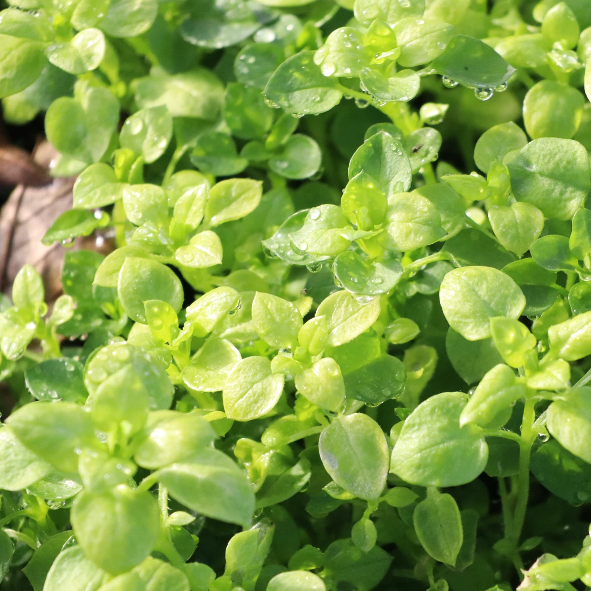 Nordic Pure Oreganoöl - Oregano