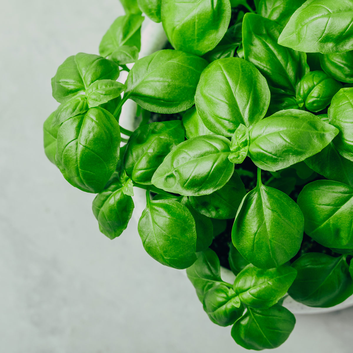 Nordic Pure Basolikumöl_Basilikum