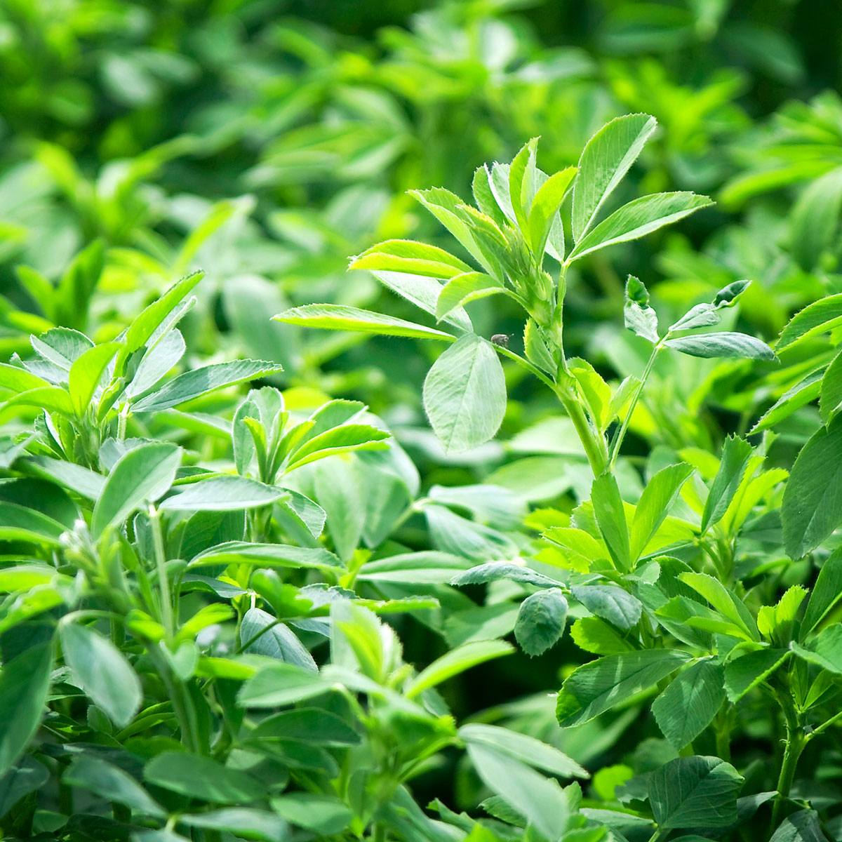 chlorophyll_mood2_alfalfa Nordic Pure Chlorophyll-Tropfen - Alfalfa