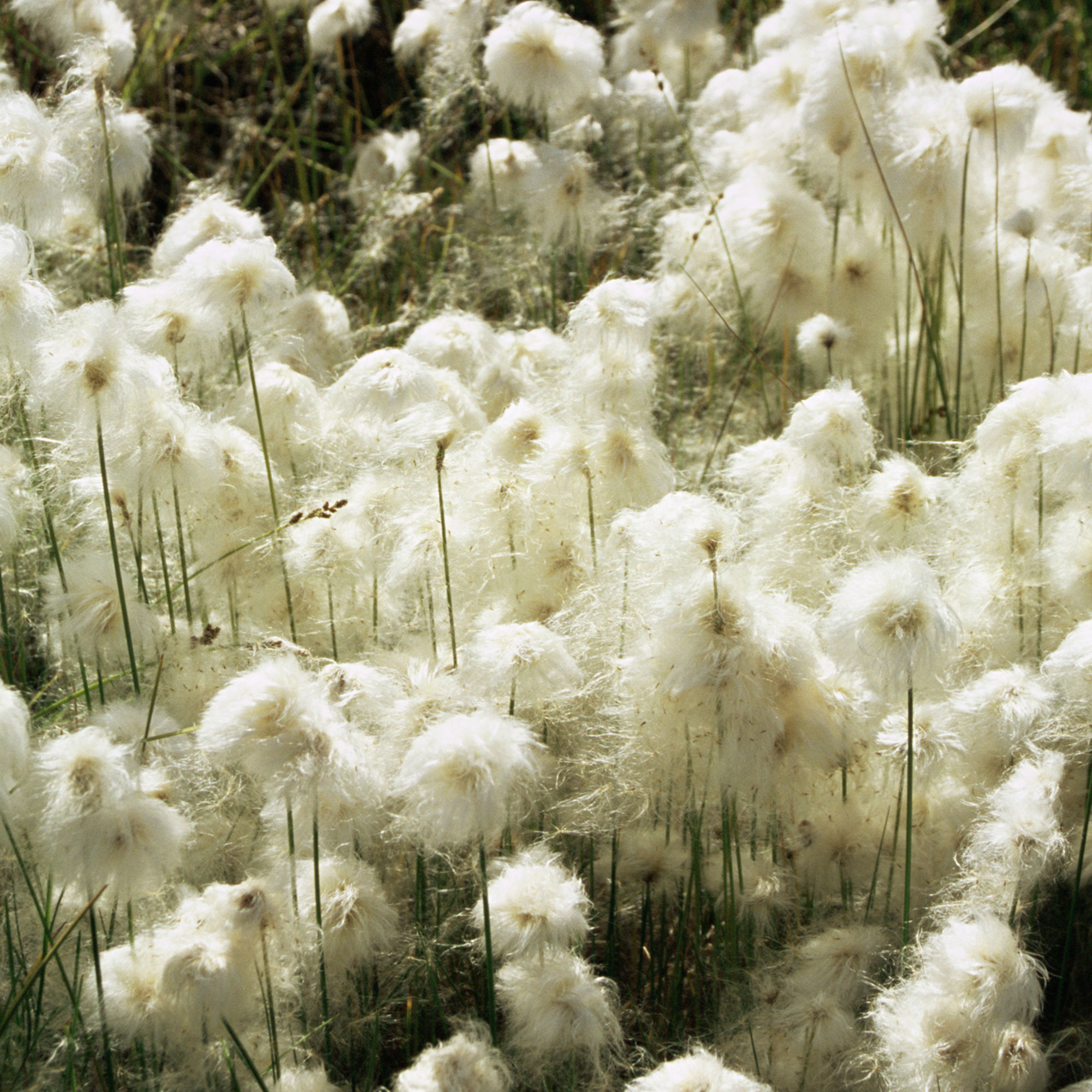 markenseite_mood Wool Gras - Markensseite Nordic Pure