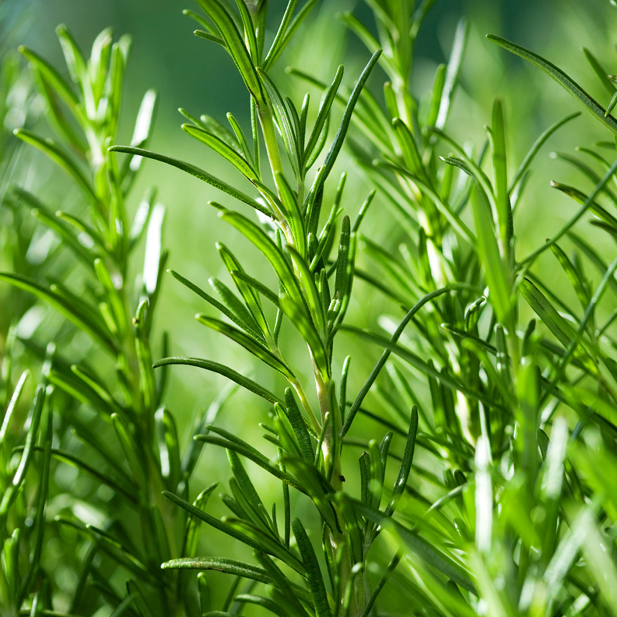 rosmarinextrakt_nordic_pure_mood2 Nordic Pure Rosmarinextrakt - Rosmarin