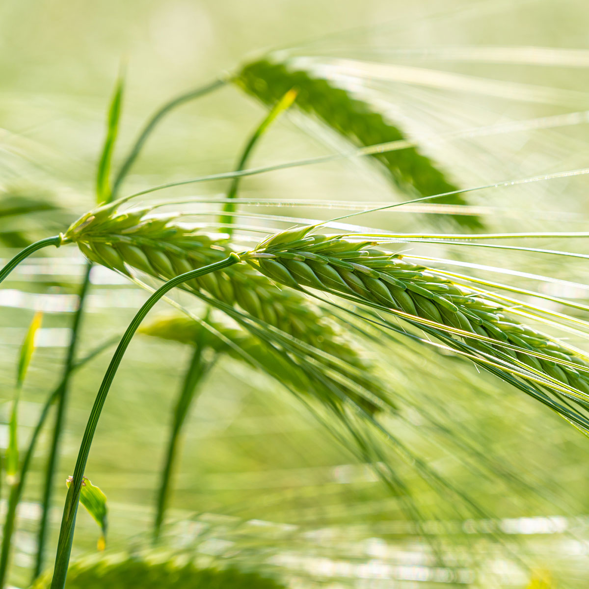 Nordic Pure Weizenkeimöl -Weizenfeld