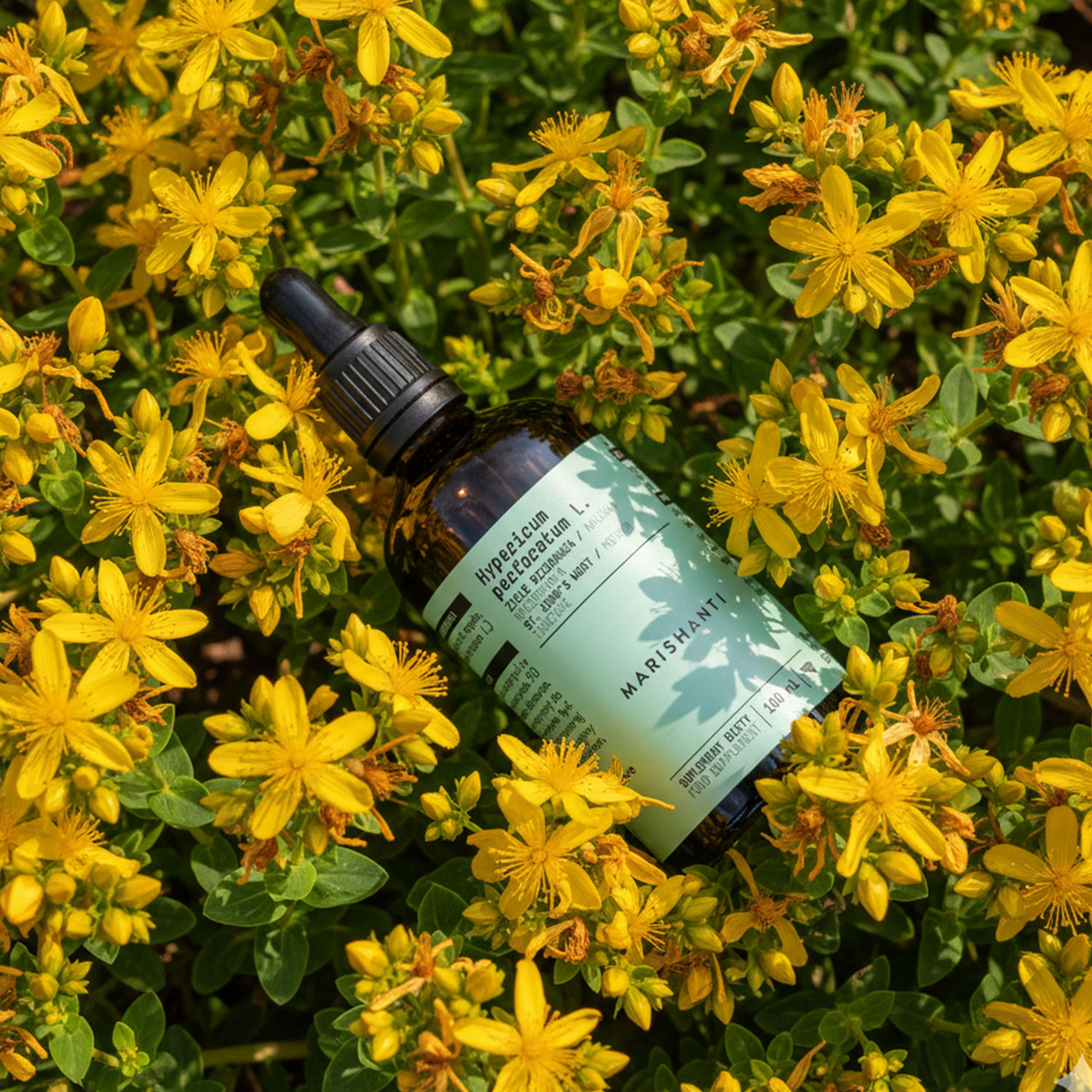 johanniskraut_marishanti_johanniskraut-feld Marishanti Johanniskraut Extrakt liegt in Johanniskrautfeld