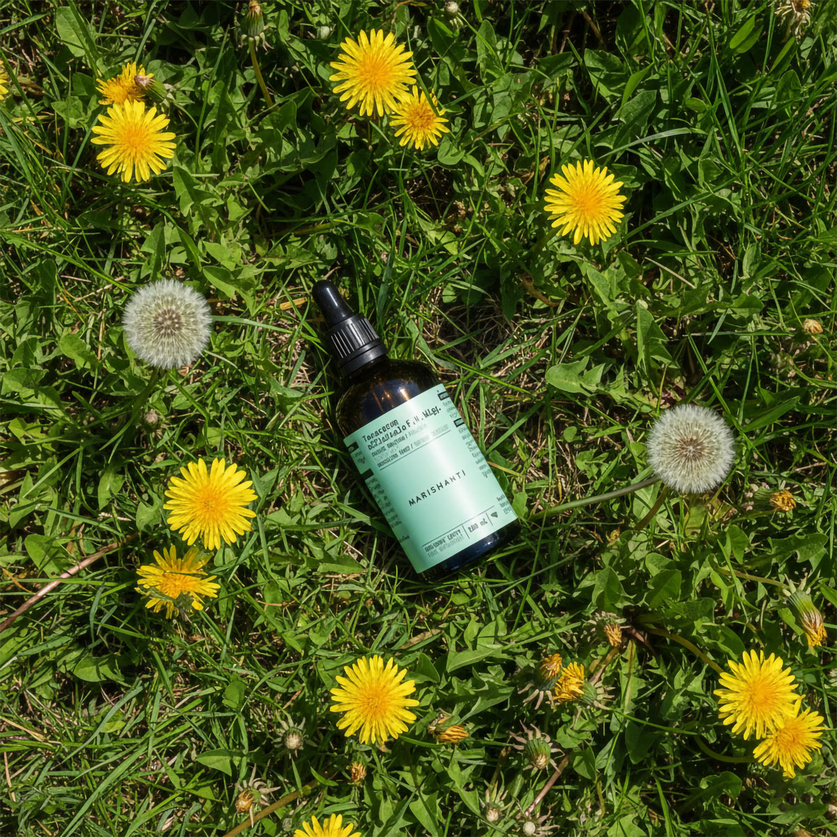 Marishanti Löwenzahn Extrakt Wiese