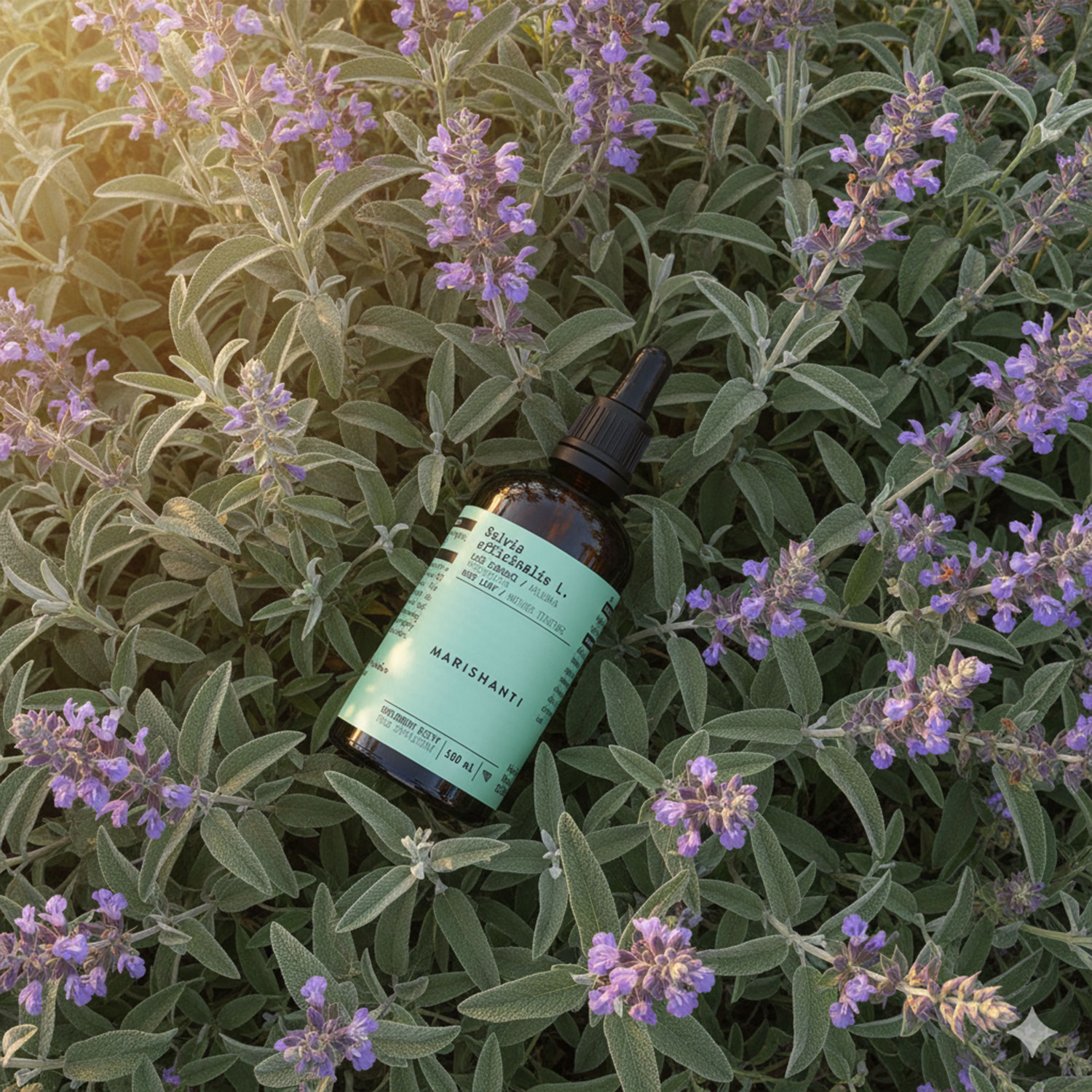 Marishanti Salbei Extrakt feld