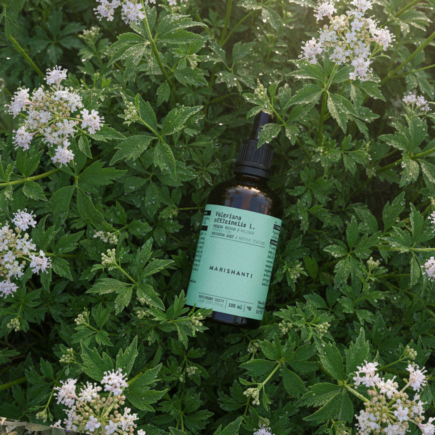 marishanti_baldrian_feld Marishanti Baldrianwurzelextrakt im Feld