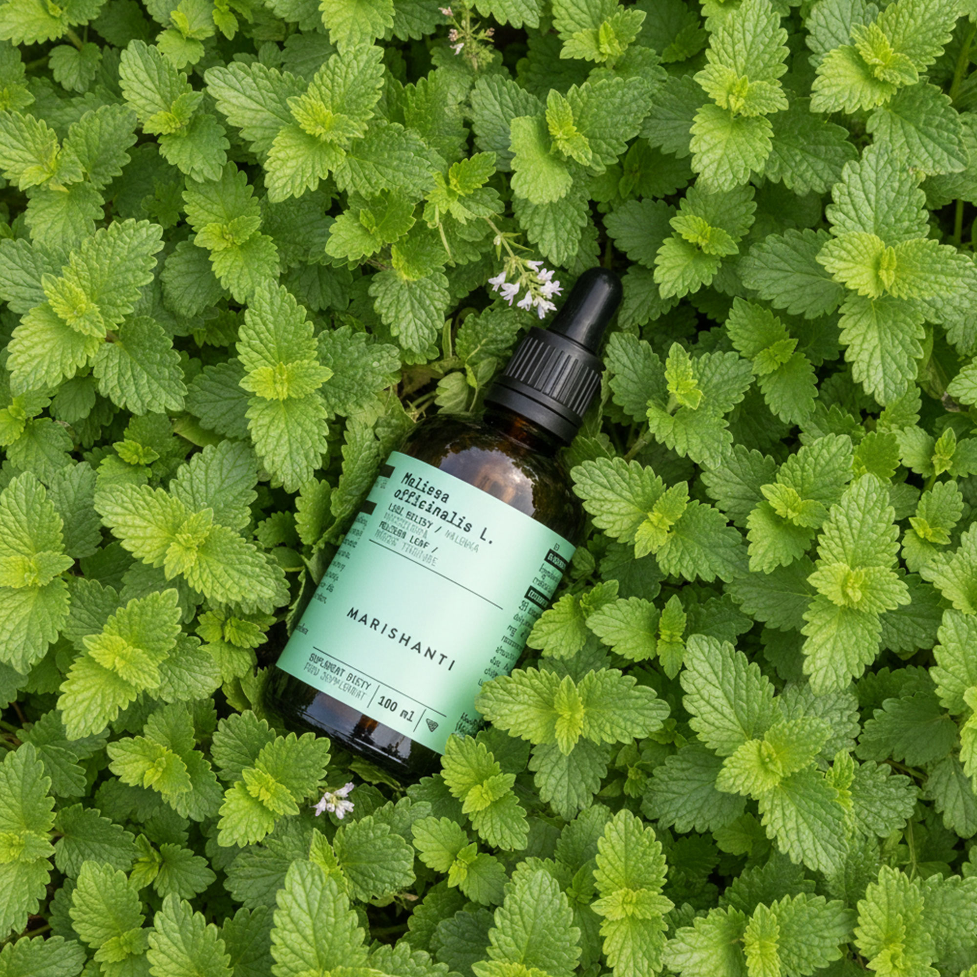 Marishanti Melisse Extrakt in Melisse