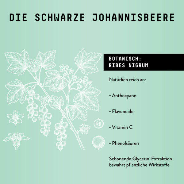 Marishanti Schwarze Johannisbeere Extrakt The science behind