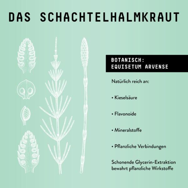 Marishanti Schachtelhalm Extrakt The science behind