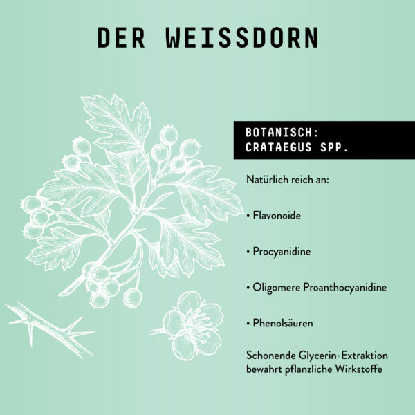 Marishanti Weißdorn Extrak The science behind