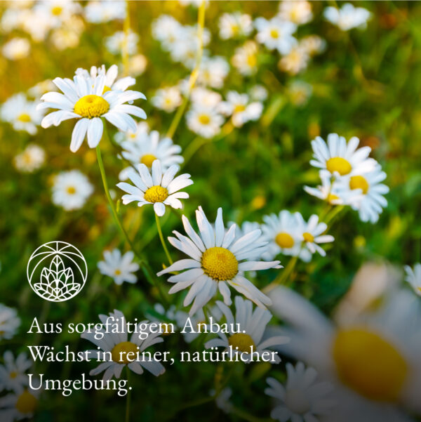 Monte Nativo Kamillenblüten - Anbau
