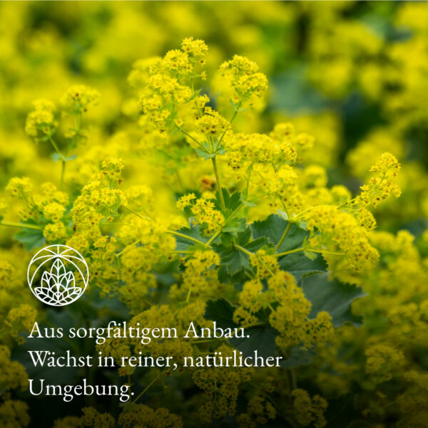 Frauenmantel Monte Nativo - Mood