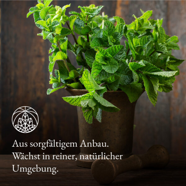 Monte Nativo Pfefferminzblätter - ANBAU