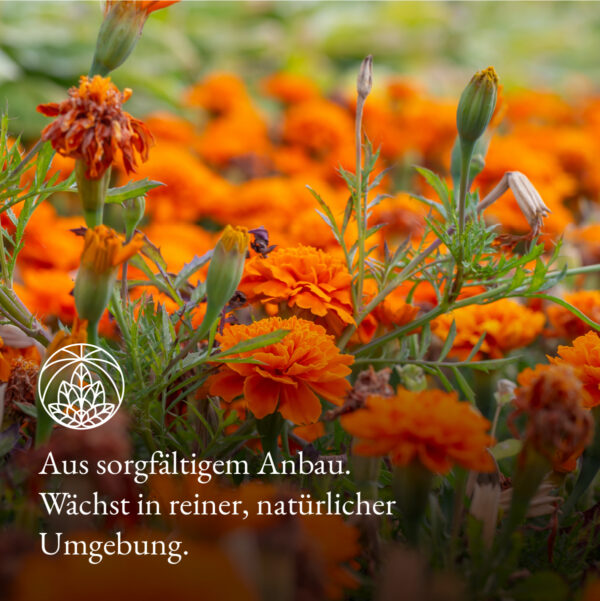 Monte Nativo Ringelblumenblüten - Anbau